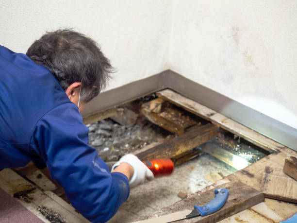 Best Crawl Space Mold Remediation in Crafton, PA